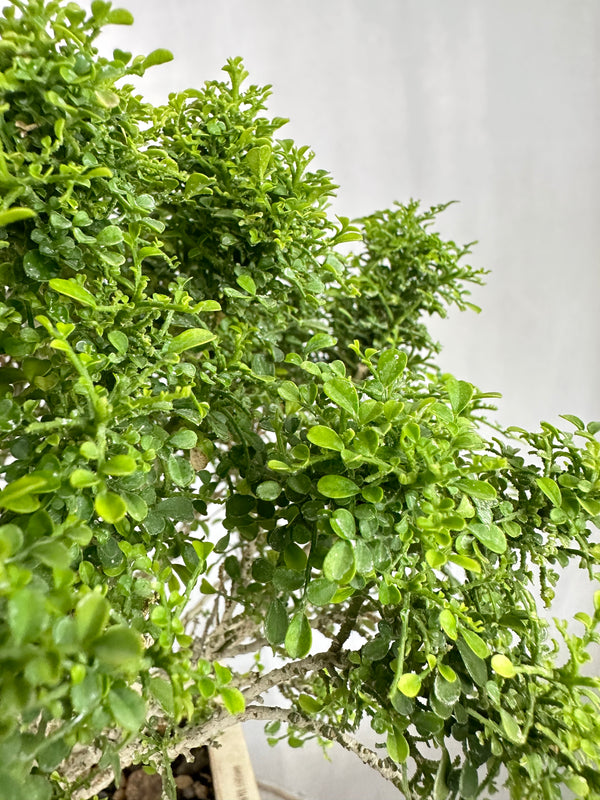 Muraya compacta bonsai tree 001 (Get the same tree shown in image)