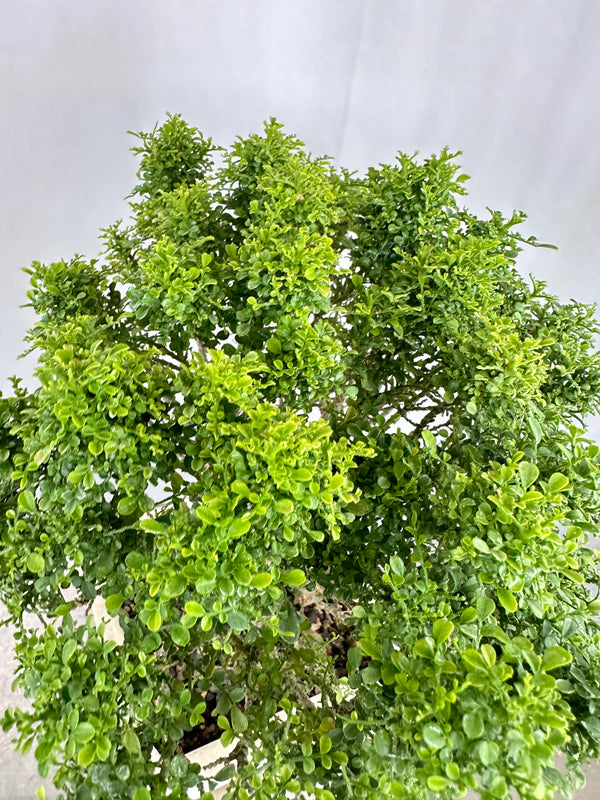 Muraya compacta bonsai tree 001 (Get the same tree shown in image)