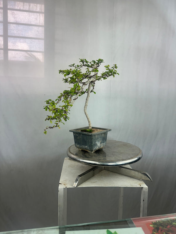 Carmona Bonsai Tree Fukein Tea Bonsai 002 (get the same tree shown in image)