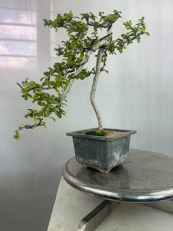 Carmona Bonsai Tree Fukein Tea Bonsai 002 (get the same tree shown in image)