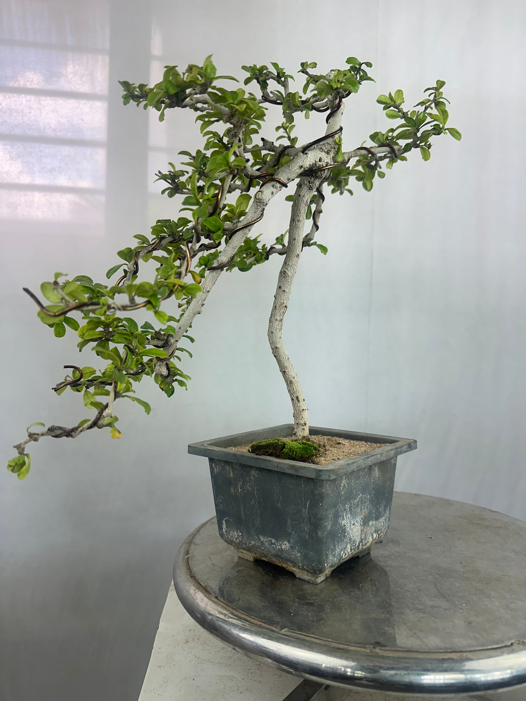 Carmona Bonsai Tree Fukein Tea Bonsai 002 (get the same tree shown in image)