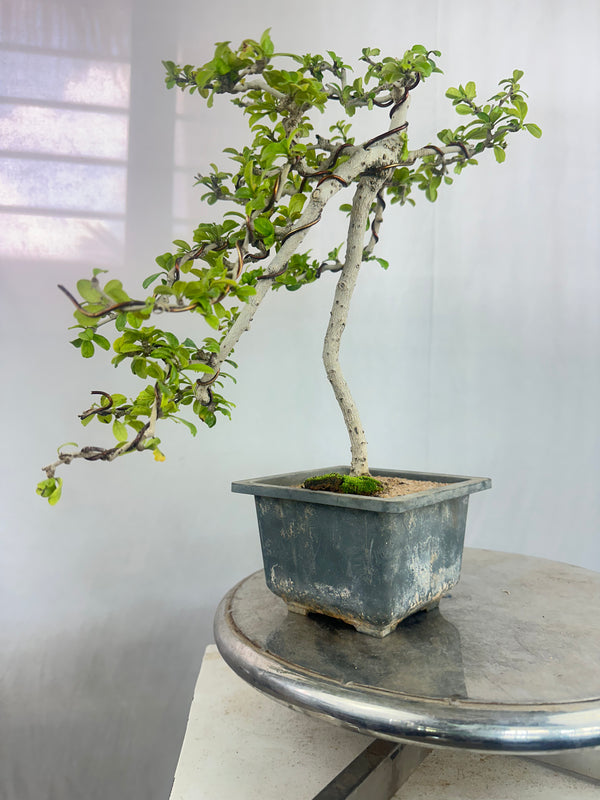 Carmona Bonsai Tree Fukein Tea Bonsai 002 (get the same tree shown in image)