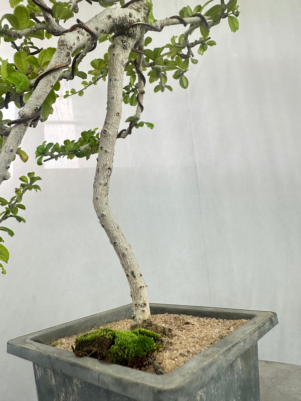 Carmona Bonsai Tree Fukein Tea Bonsai 002 (get the same tree shown in image)