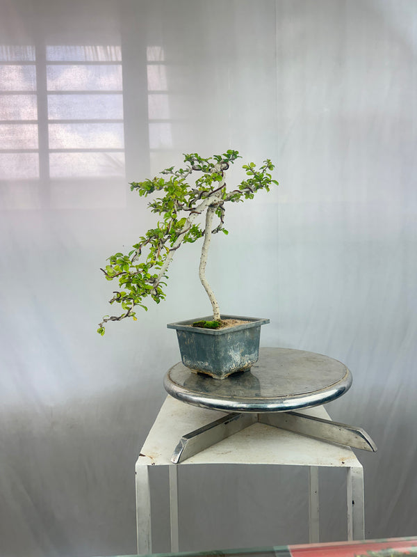 Carmona Bonsai Tree Fukein Tea Bonsai 002 (get the same tree shown in image)