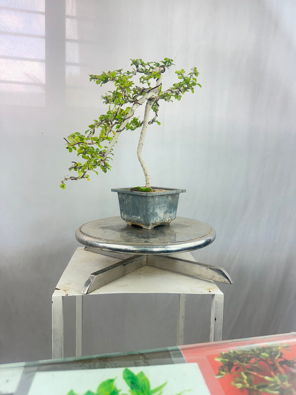 Carmona Bonsai Tree Fukein Tea Bonsai 002 (get the same tree shown in image)
