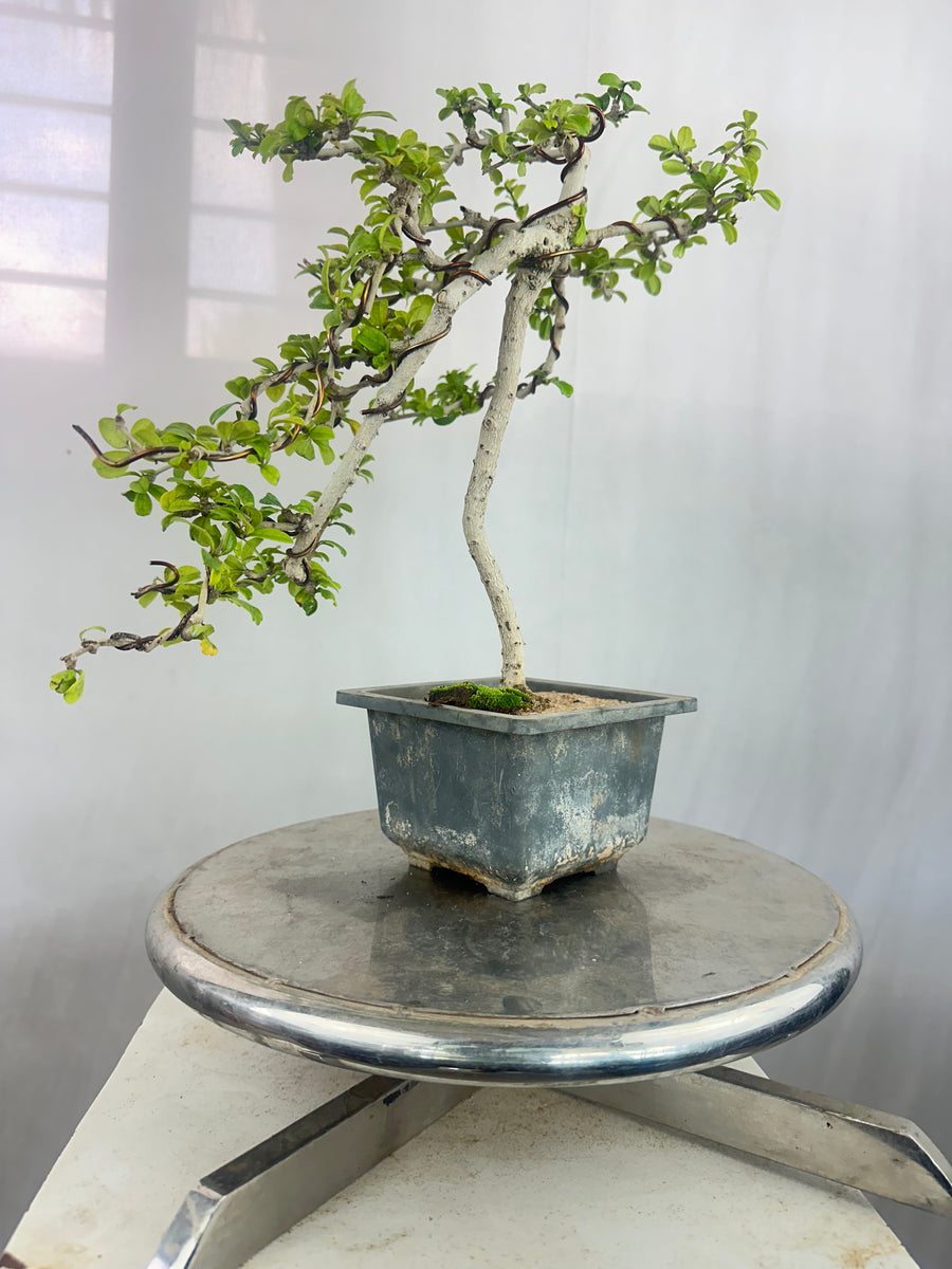 Carmona Bonsai Tree Fukein Tea Bonsai 002 (get the same tree shown in ...