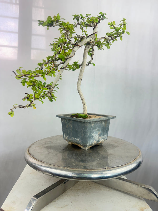 Carmona Bonsai Tree Fukein Tea Bonsai 002 (get the same tree shown in image)