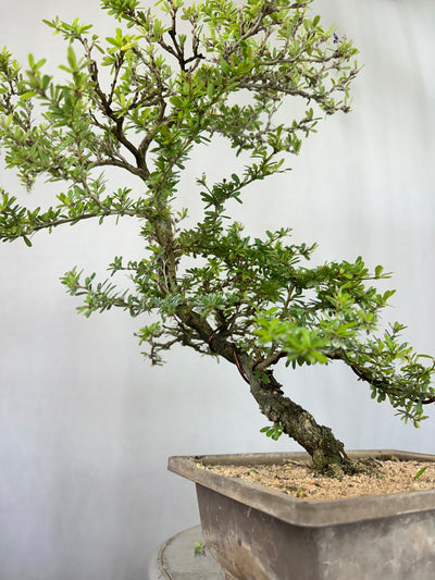 Green Paradise Mini Blue Braya Bonsai Tree 001 (Get The same tree shown in the image )