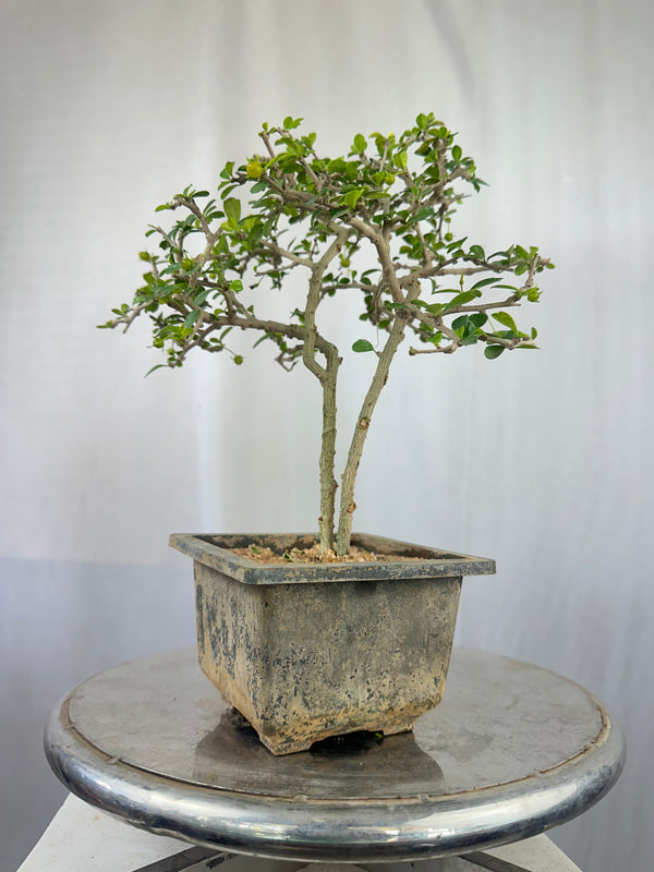 Green Paradise Mini Carmona Twin Trunk Groom Style Bonsai (get the same tree shown in image)