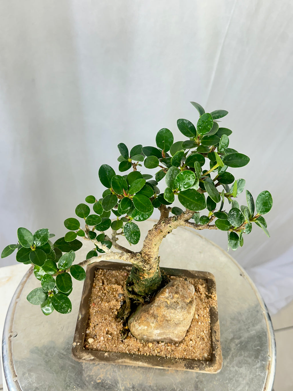Green Paradise Ficus Compacta Bonsai Tree 008 ( get the same tree shown in the image )