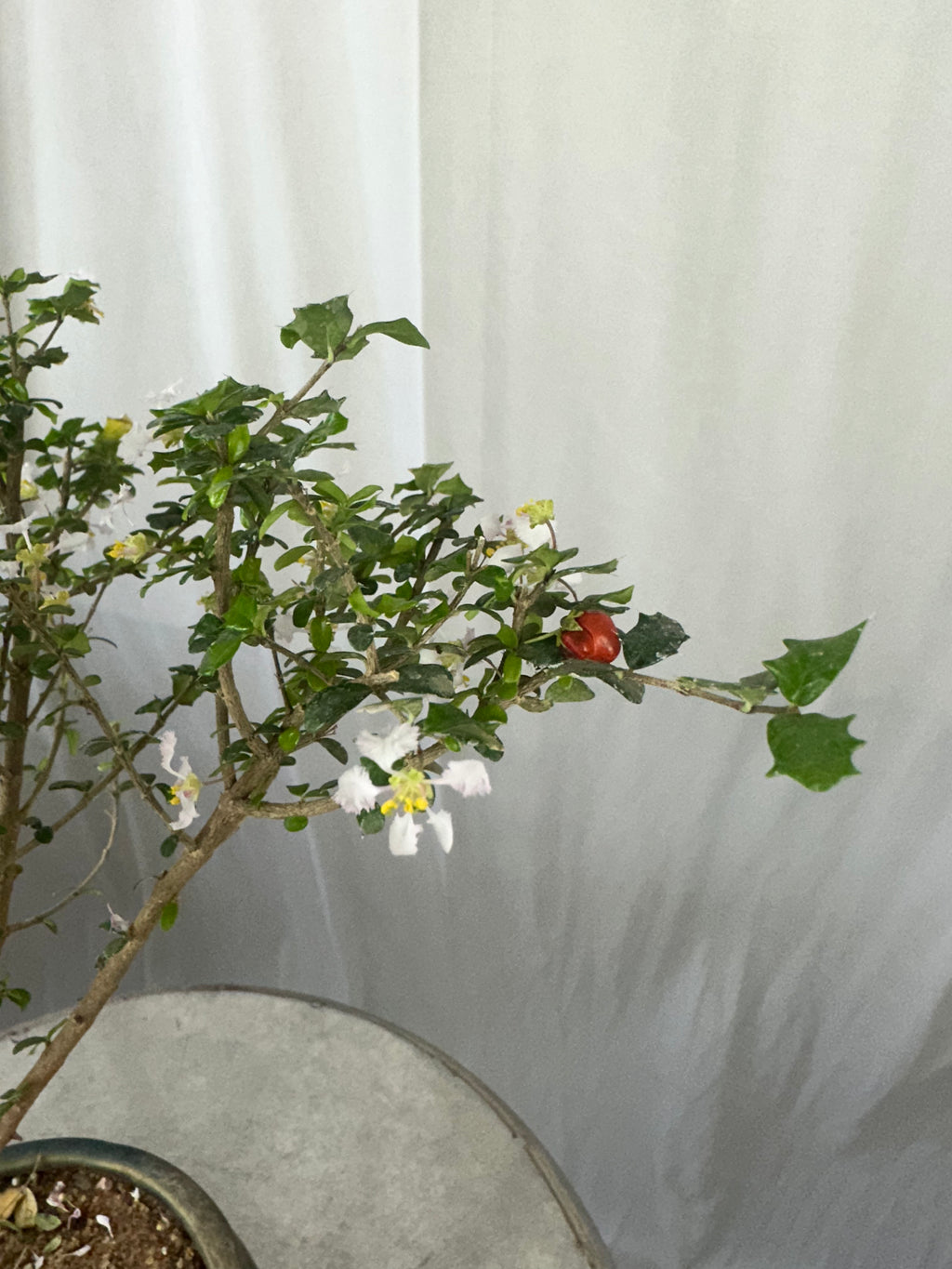 Green Paradise Malpighia Coccigera Bonsai
