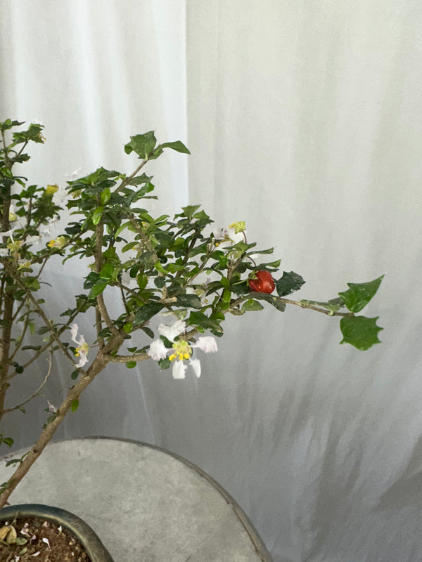 Green Paradise Malpighia Coccigera Bonsai