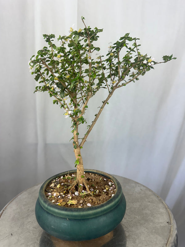 Green Paradise Malpighia Coccigera Bonsai