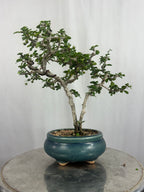 Mini Carmona Bonsai Tree 002 ( Get the same tree shown in the image )