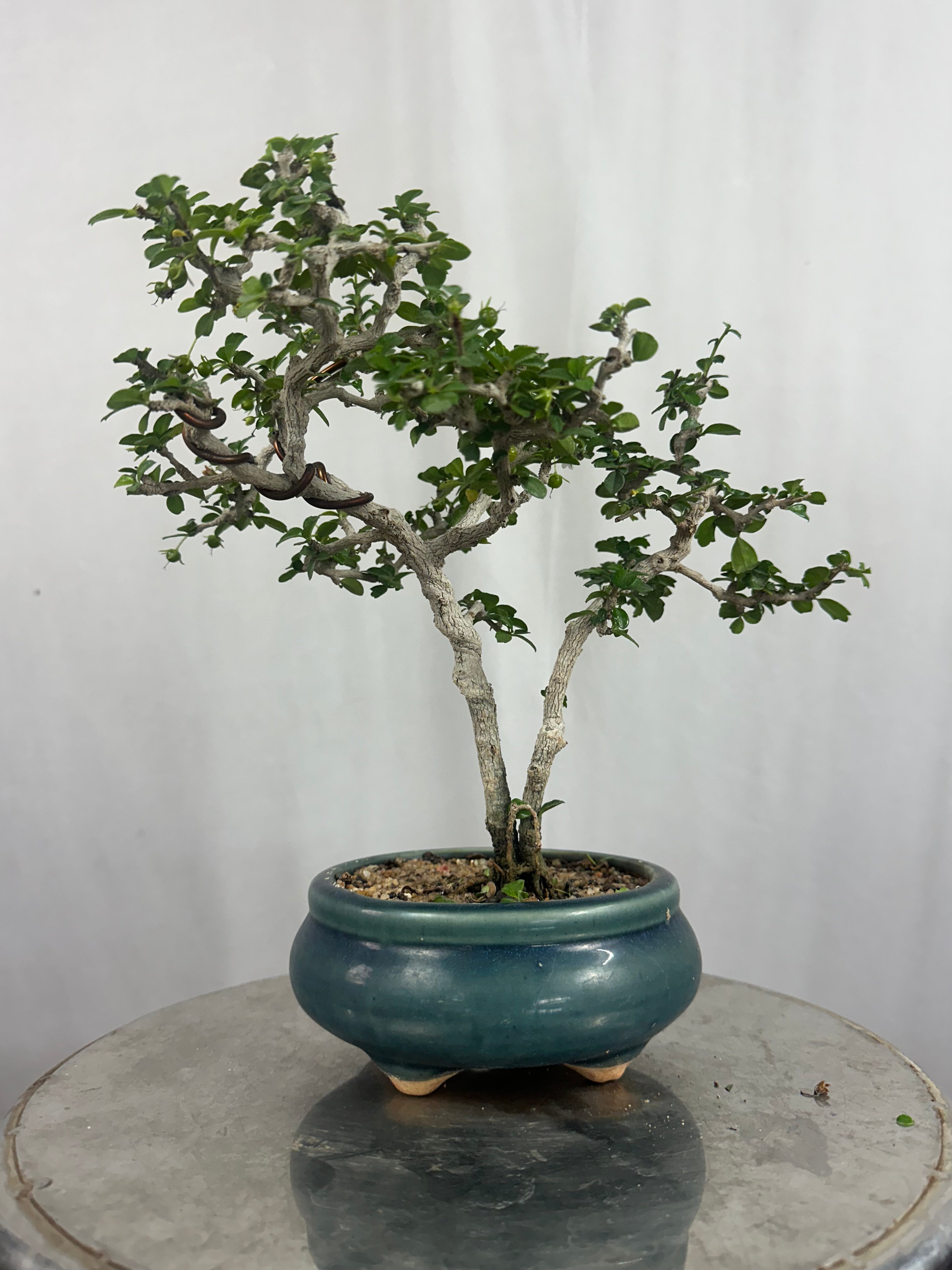 Mini Carmona Bonsai Tree 002 ( Get the same tree shown in the image )