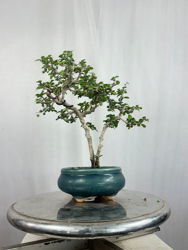 Mini Carmona Bonsai Tree 002 ( Get the same tree shown in the image )
