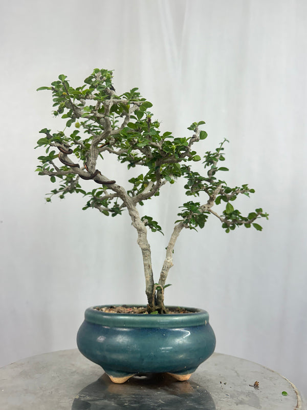 Mini Carmona Bonsai Tree 002 ( Get the same tree shown in the image )