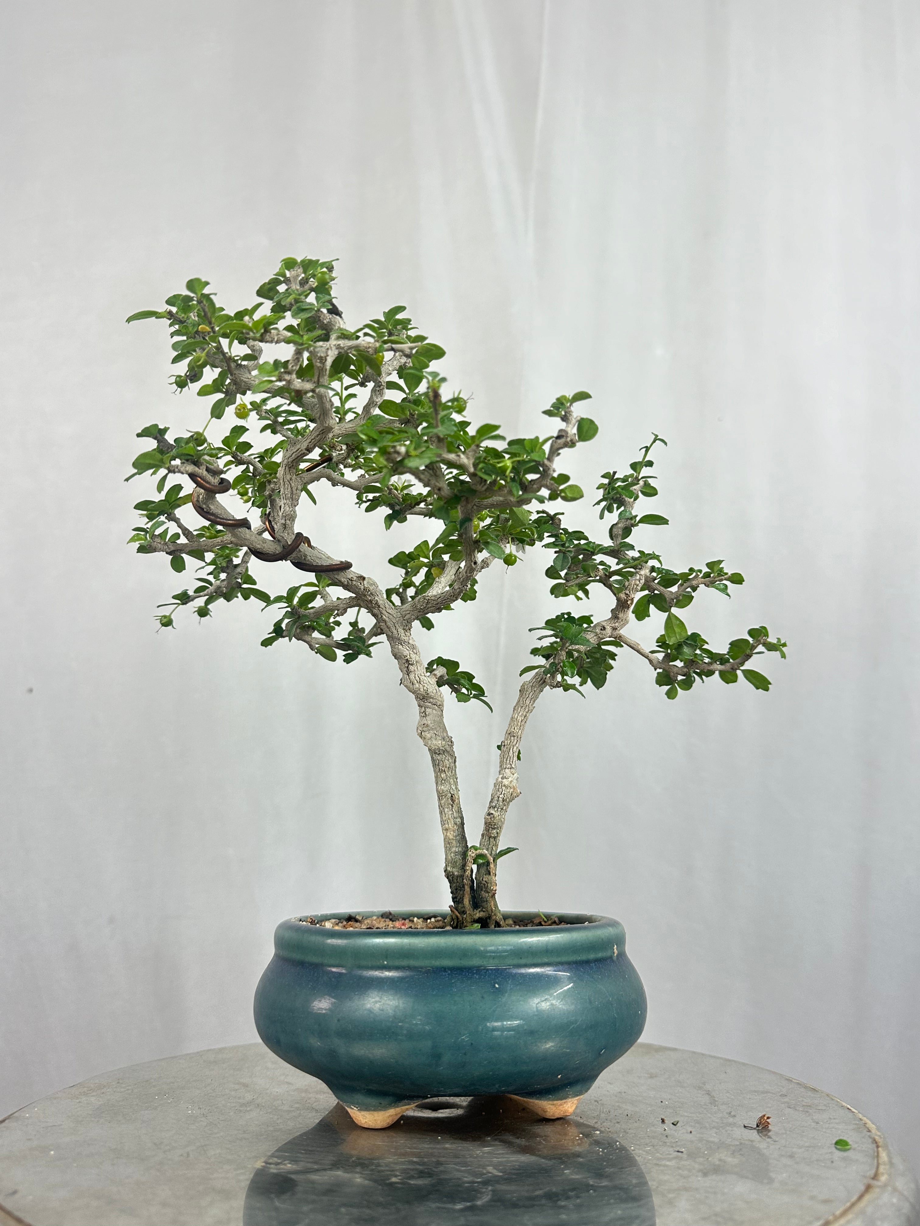 Mini Carmona Bonsai Tree 002 ( Get the same tree shown in the image )