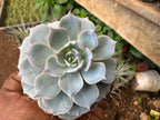 Sempervivum calcareum Fire Dragon Laxmi Kamal Plant Live Succulent Plant With Pot
