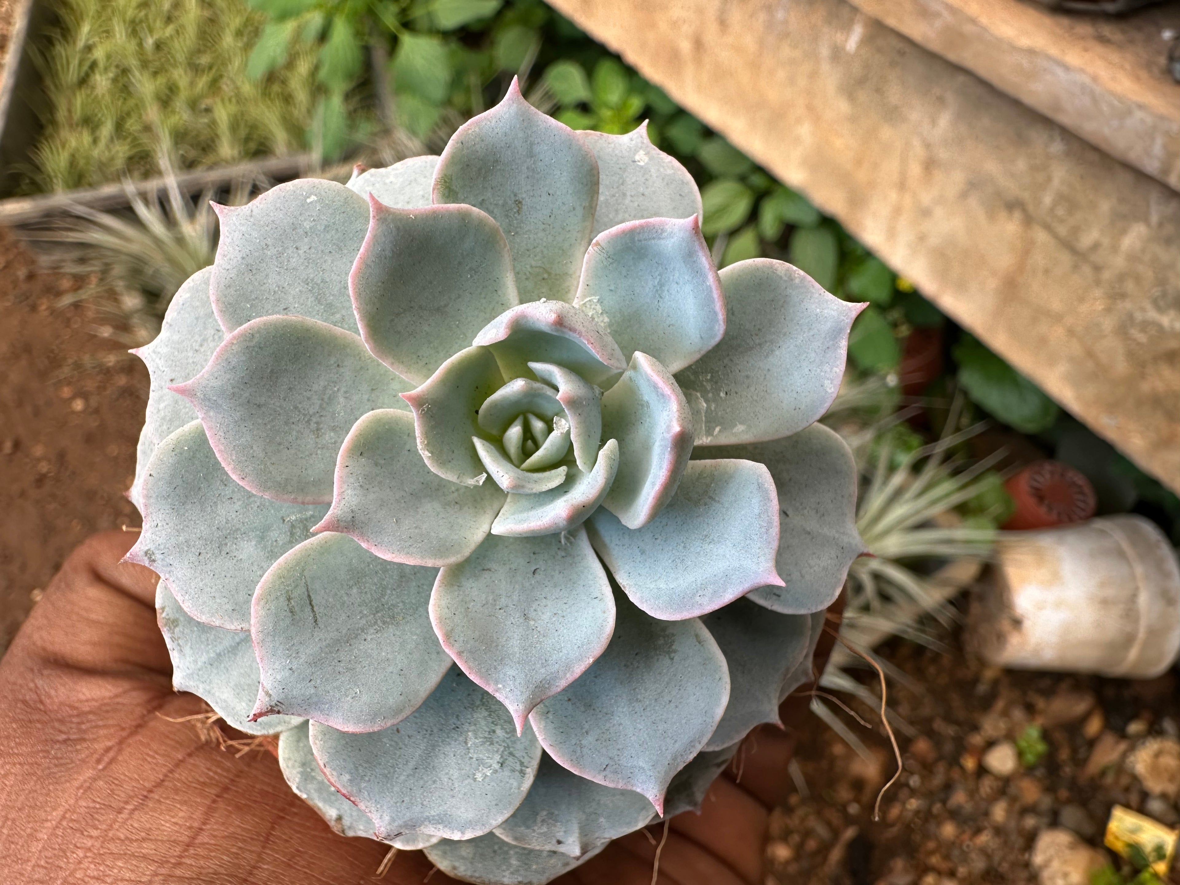 Sempervivum calcareum Fire Dragon Laxmi Kamal Plant Live Succulent Plant With Pot