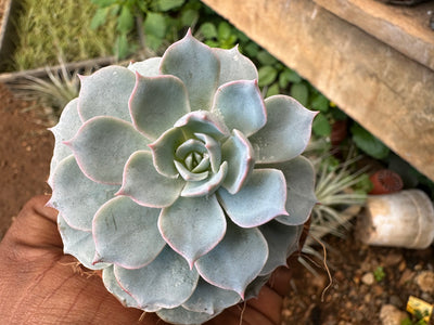 Sempervivum calcareum Fire Dragon Laxmi Kamal Plant Live Succulent Plant With Pot