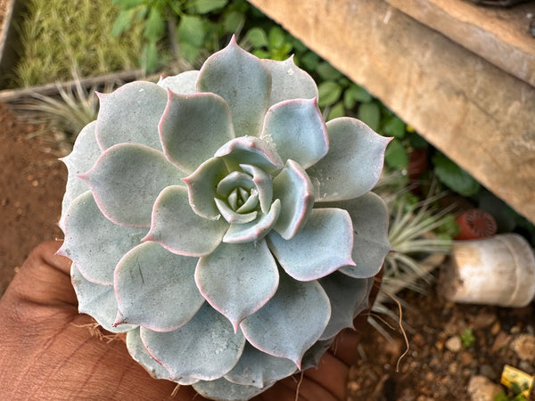 Sempervivum calcareum Fire Dragon Laxmi Kamal Plant Live Succulent Plant With Pot