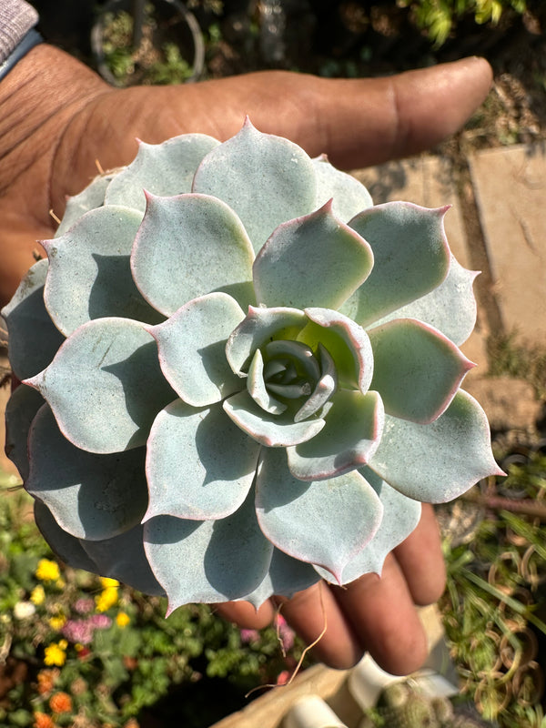 Sempervivum calcareum Fire Dragon Laxmi Kamal Plant Live Succulent Plant With Pot