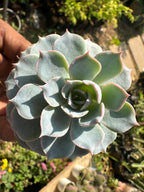 Sempervivum calcareum Fire Dragon Laxmi Kamal Plant Live Succulent Plant With Pot