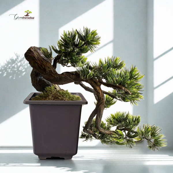 Green Paradise® Bonsai Training Pots plastic pots Tall Square bonsai pots purple clay color Plastic Bonsai Pots