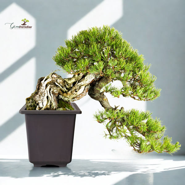 Green Paradise® Bonsai Training Pots plastic pots Tall Square bonsai pots purple clay color Plastic Bonsai Pots