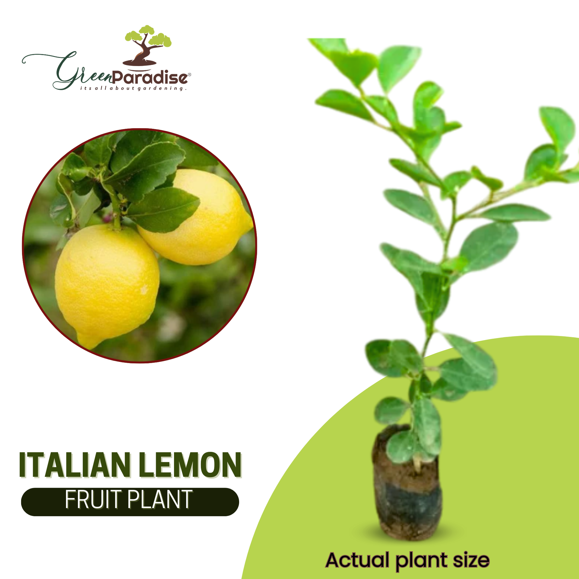 Green Paradise Italian Lemon Fruit Live Plant