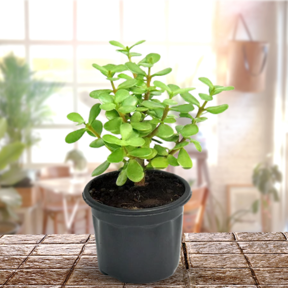 Green Paradise® Jade Plant “Good Luck Plant” with Pot