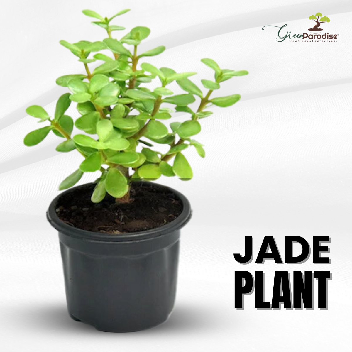 Green Paradise® Jade Plant “Good Luck Plant” with Pot