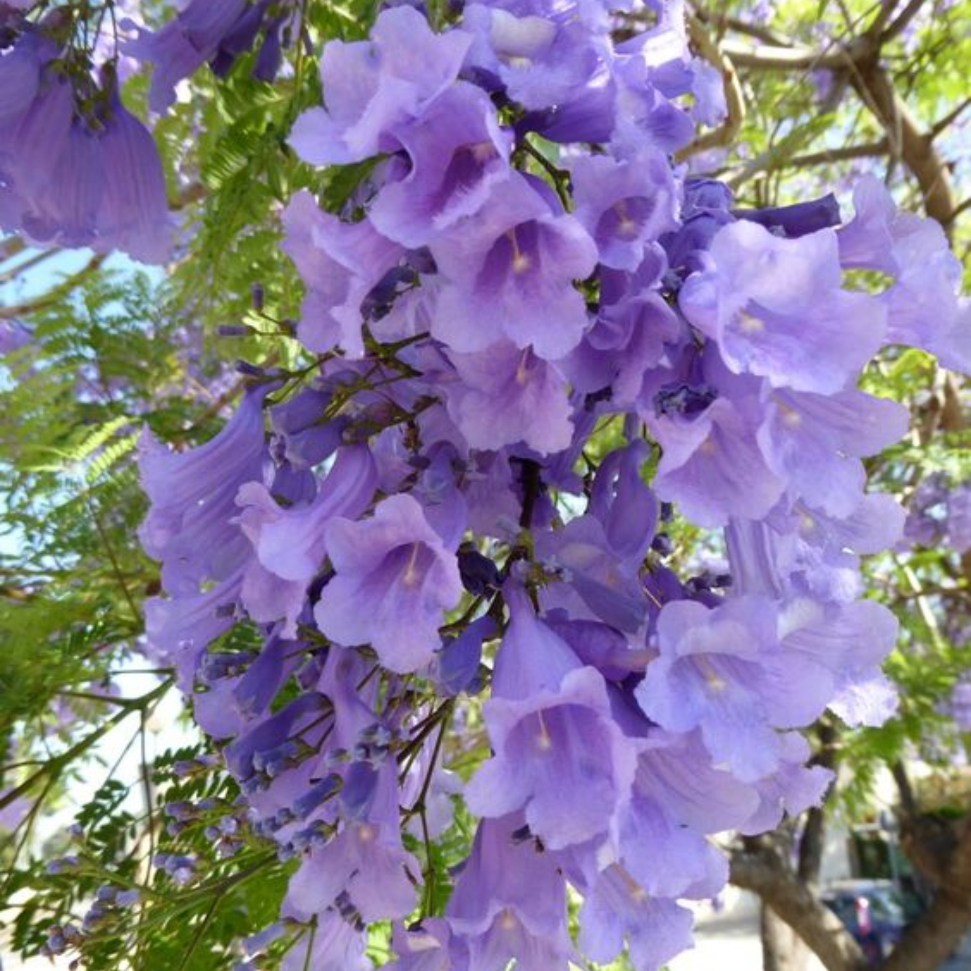 Green Paradise Jacaranda Mimosifolia Plant
