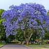 Green Paradise Jacaranda Mimosifolia Plant