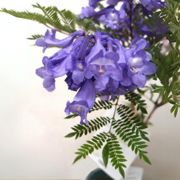 Green Paradise Jacaranda Mimosifolia Plant