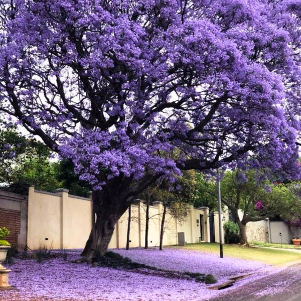Green Paradise Jacaranda Mimosifolia Plant