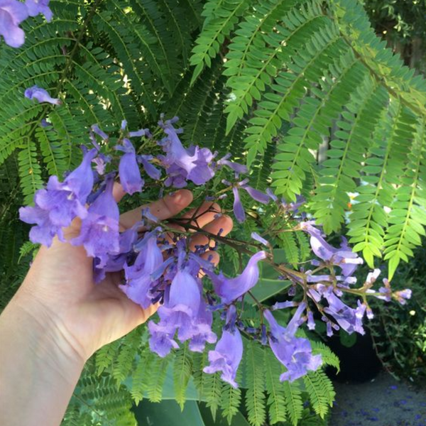 Green Paradise Jacaranda Mimosifolia Plant