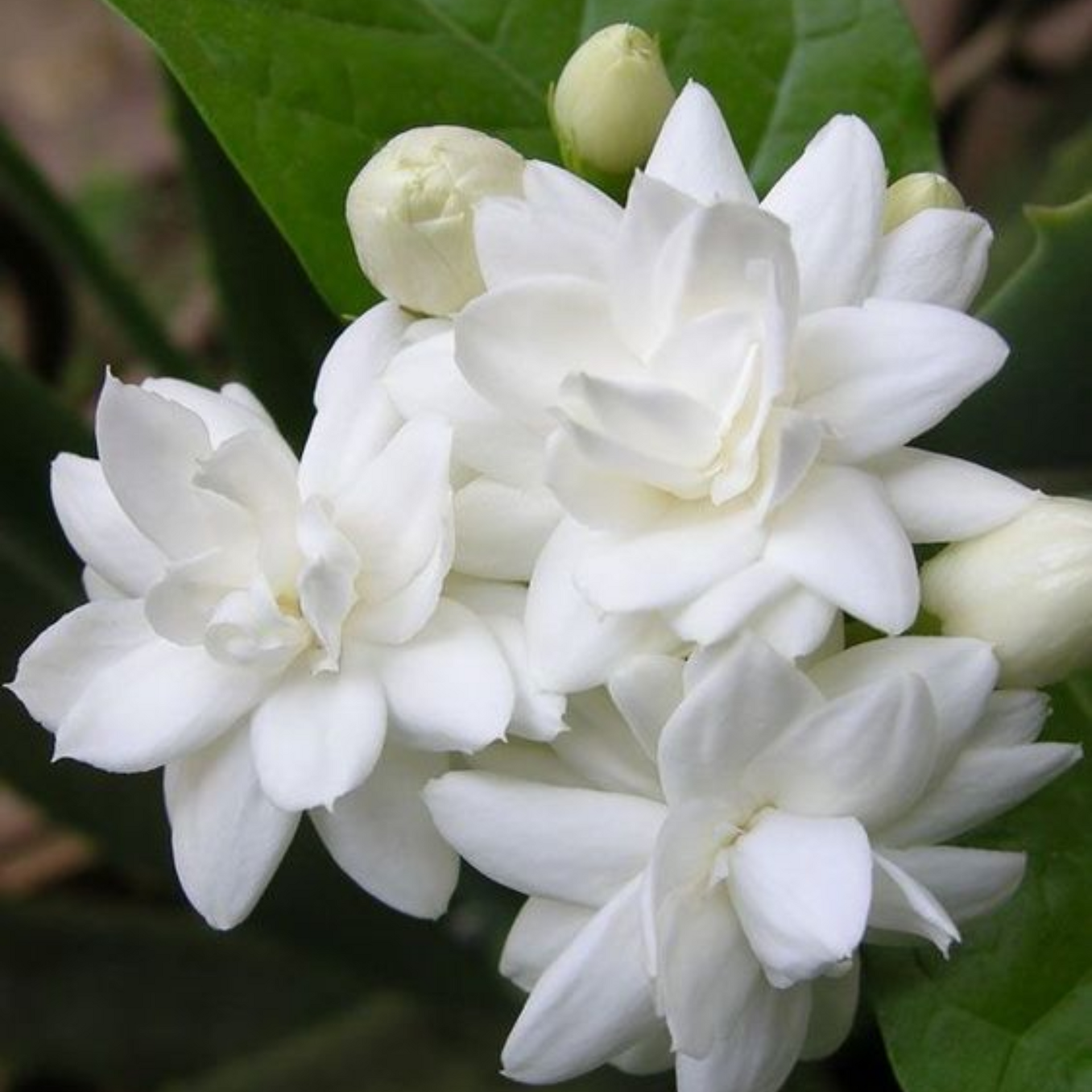 Green Paradise Live-Jasmine Mogra live Plant