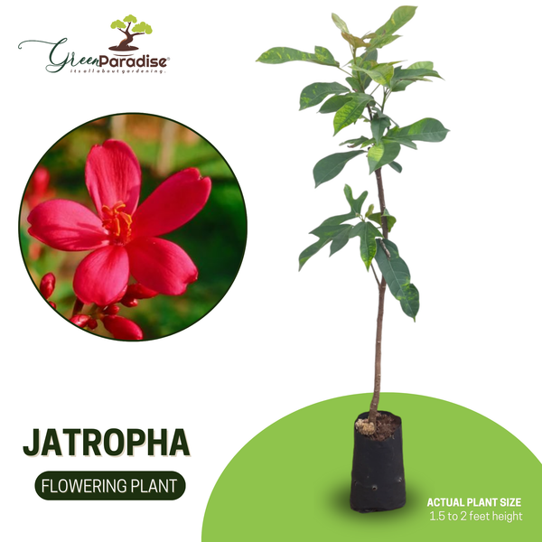 Jatropha Live Plant