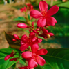 Jatropha Live Plant