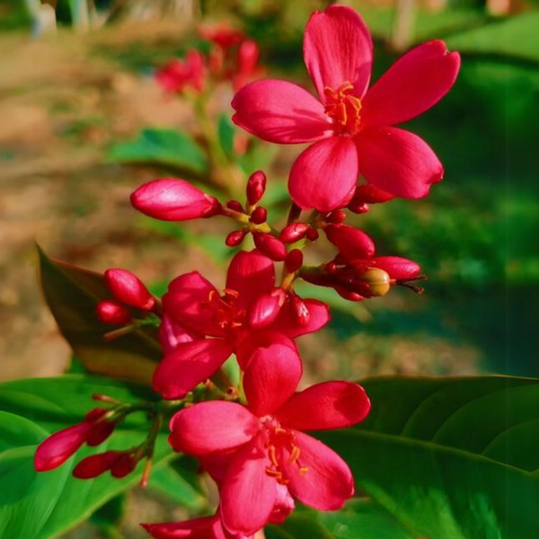 Jatropha Live Plant