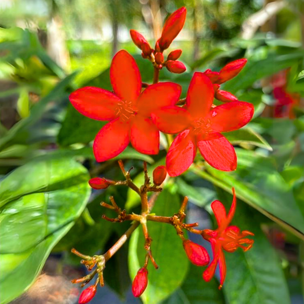 Jatropha Live Plant