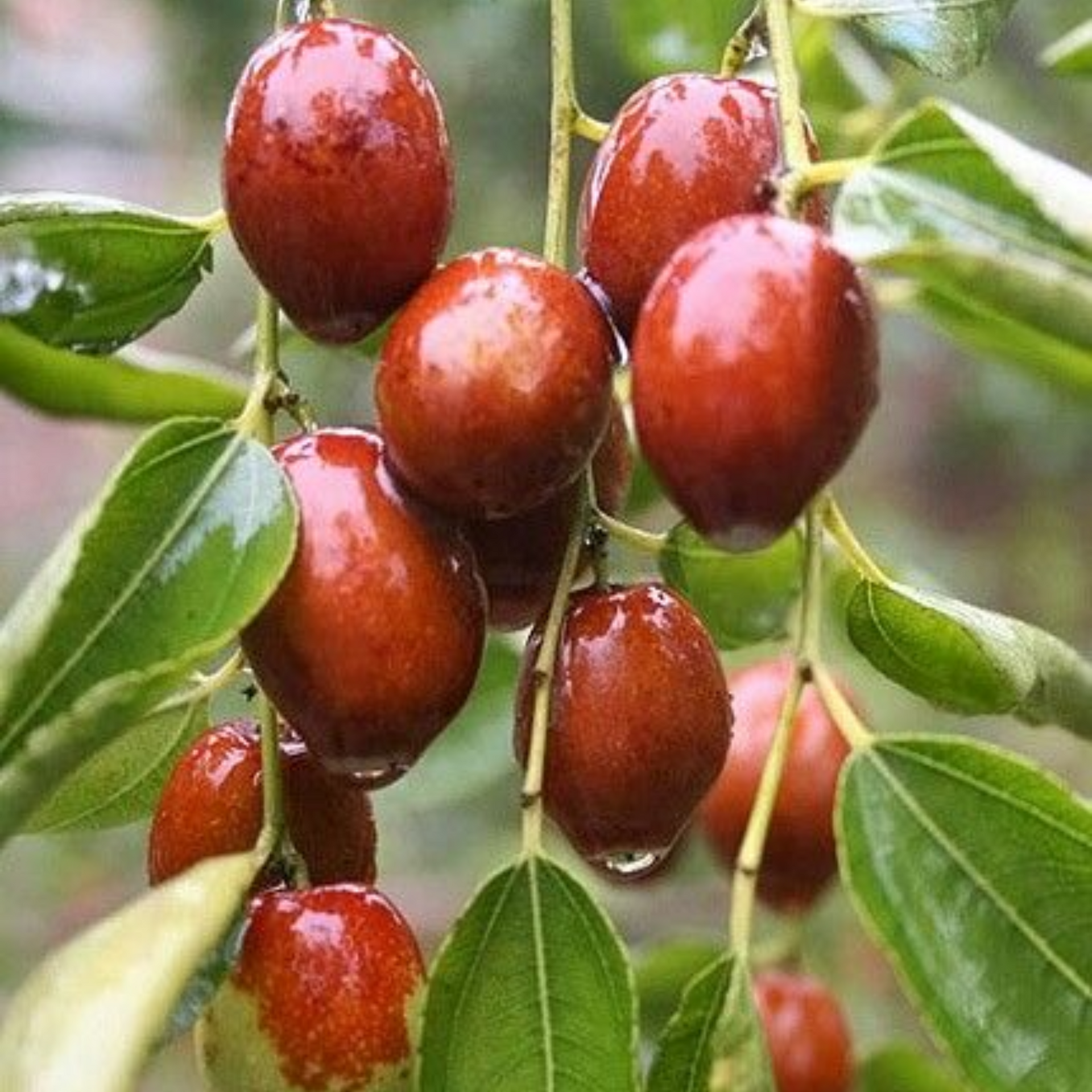 Exclusive Live Sweet Jujube fruit ber Plant Suitable For Bonsai