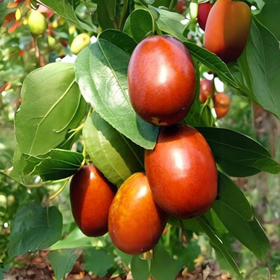 Exclusive Live Sweet Jujube fruit ber Plant Suitable For Bonsai