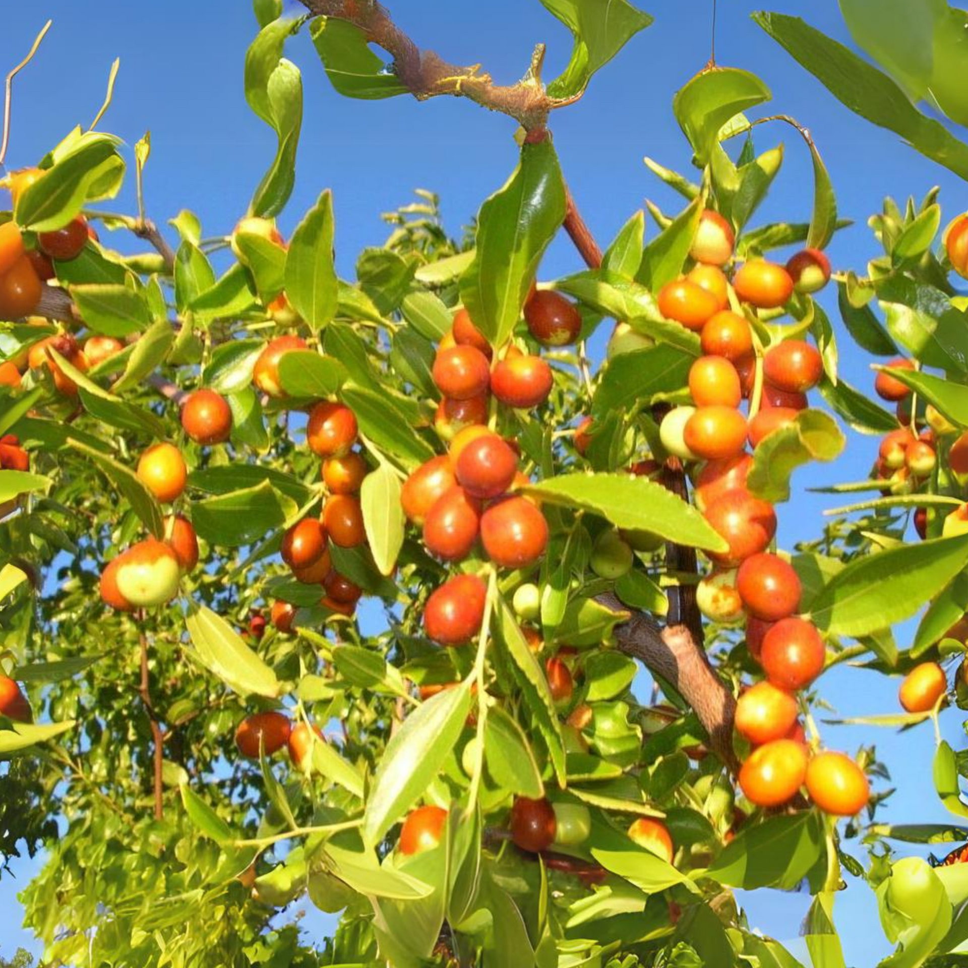 Exclusive Live Sweet Jujube fruit ber Plant Suitable For Bonsai