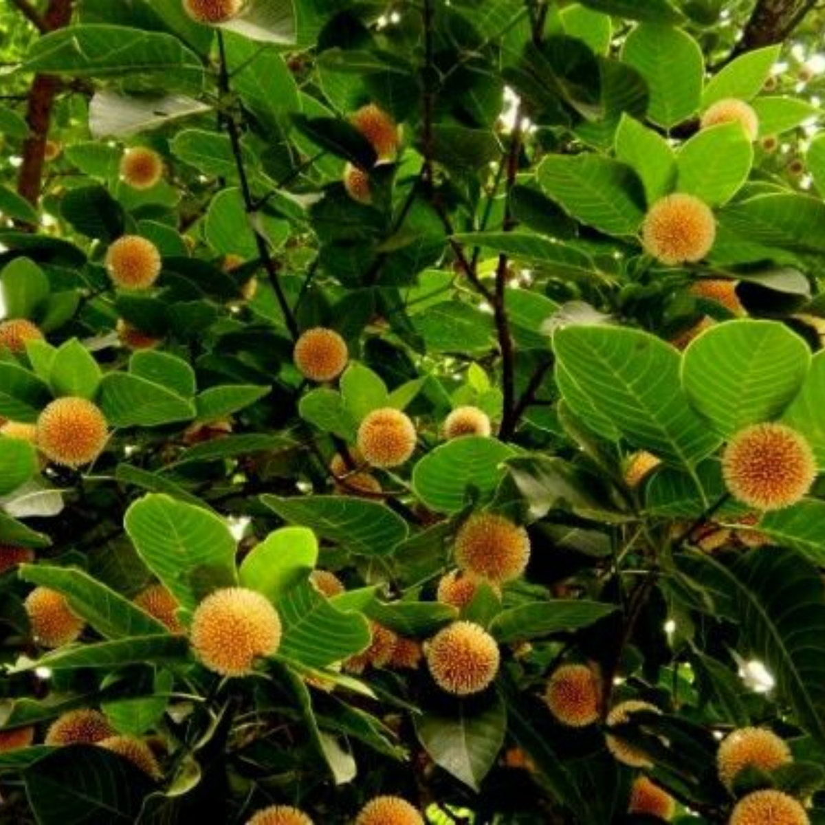 green paradise kadamba Tree krishna kadamb tree live plant ...