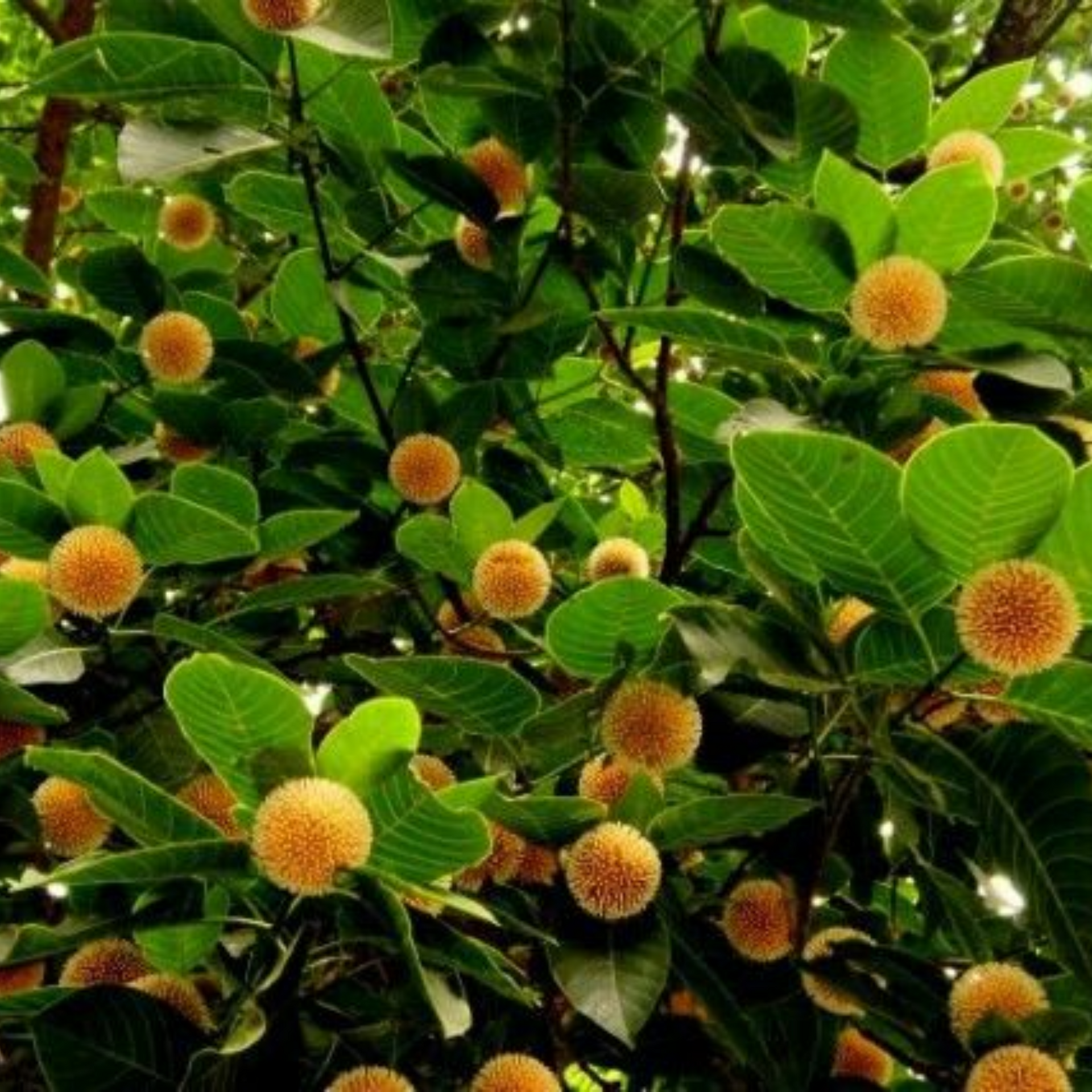 green paradise kadamba Tree krishna kadamb tree live plant