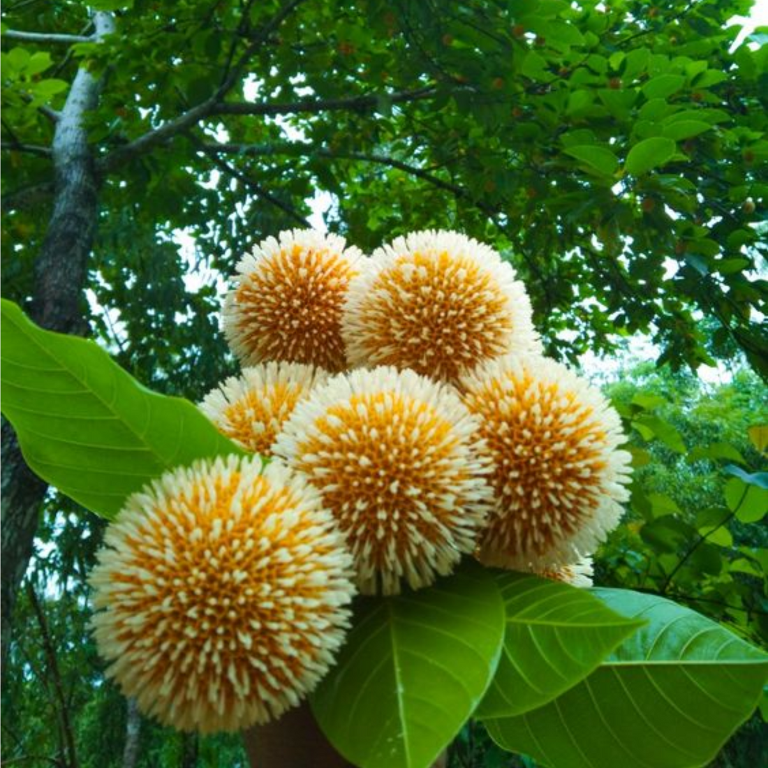 green paradise kadamba Tree krishna kadamb tree live plant ...