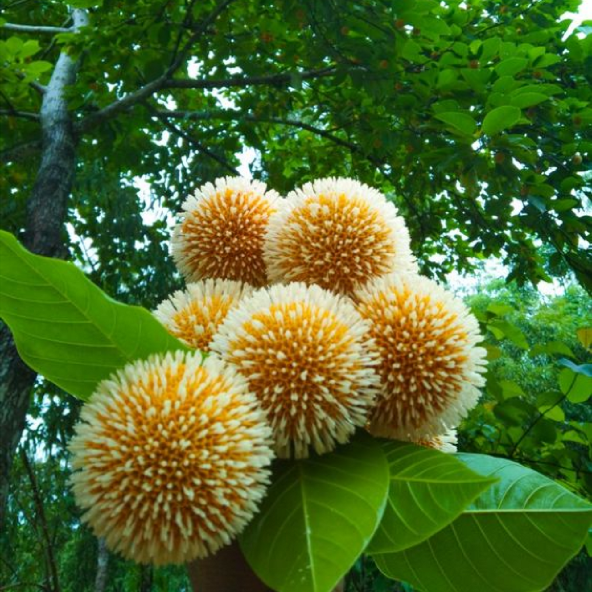 green paradise kadamba Tree krishna kadamb tree live plant